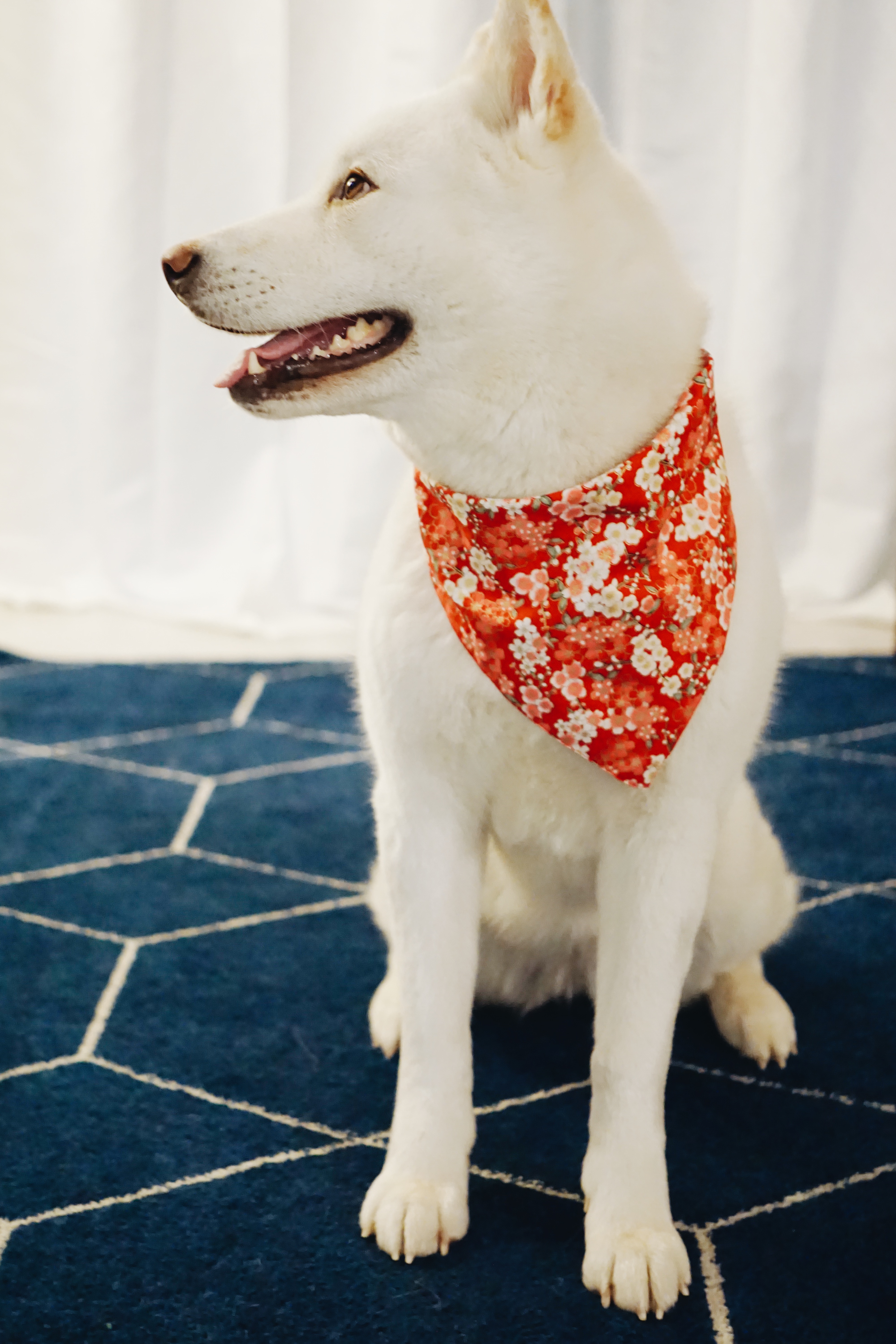 White Japanese Akita